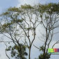 Durian tree (Durio zibethinus)