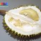 Durian (Durio zibethinus)