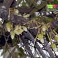 Durian (Durio zibethinus)