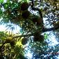 Durio zibethinus  Murray