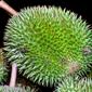 Durio zibethinus  Murray