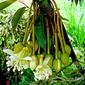 Durio zibethinus  Murray